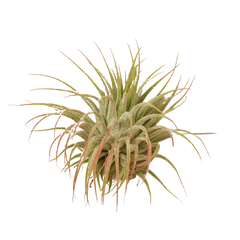 Tillandsia Air Plant Ionantha Guatemala