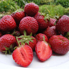 Honeoye Strawberry Plants (10 Bare Root) β June-Bearing Variety β High-Yield, Sweet-Tart Berries β Cold Hardy Garden Fruit Starter