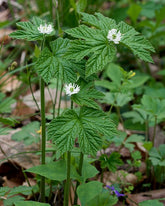 5 Goldenseal Roots (Hydrastis canadensis) – Live Medicinal Herb Plants | Native Shade Perennial | Bare Root Wild Ginseng Companion