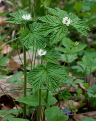 5 Goldenseal Roots (Hydrastis canadensis) โ Live Medicinal Herb Plants | Native Shade Perennial | Bare Root Wild Ginseng Companion
