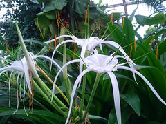 2 White Spider Lily (Hymenocallis) Bare Root Bulbs | Peruvian Daffodil | Fragrant Exotic Summer Flower | Hardy Perennial