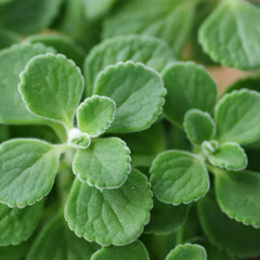 2 Vicks Plant Starter Plants | Plectranthus tomentosa | Grow Your Own Medicinal Houseplant | Aromatic & Easy-Care Indoor Herb