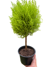 Cypress Lemon Topiary | Fragrant Chartreuse Topiary Plant | House Plant Shop