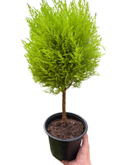 Cypress Lemon Topiary | Fragrant Chartreuse Topiary Plant | House Plant Shop