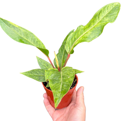 Anthurium Renaissance | Red Flowering Plant with Long-Lasting Blooms | House Plant Shop