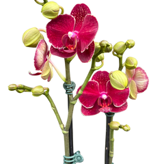 Red Phalaenopsis Orchid | Moth Orchid with Red Flowers | House Plant Shop