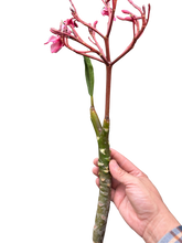 Plumeria Mex Pink Single | Fragrant Pink Tropical Flowers | House Plant Shop
