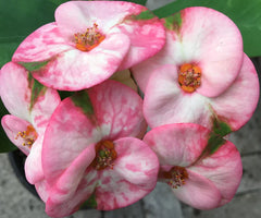 Rainbow Crown of Thorns Cutting | Euphorbia milii Thai Hybrid | Unrooted Colorful Succulent | Rare Flowering Houseplant Start