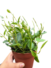 Peperomia Angulata (Beetle Peperomia) | Unique Trailing Plant | House Plant Shop