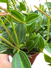 Peperomia Angulata (Beetle Peperomia) | Unique Trailing Plant | House Plant Shop
