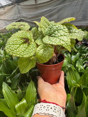 Begonia 'Iron Cross'
