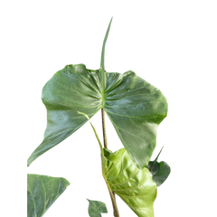 Alocasia Stingray | Unique Elephant Ear Plant | House Plant Shop
