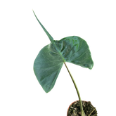 Alocasia Stingray | Unique Elephant Ear Plant | House Plant Shop