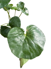 Farfugium japonicum (Leopard Plant) | Bold Architectural Foliage Plant | House Plant Shop