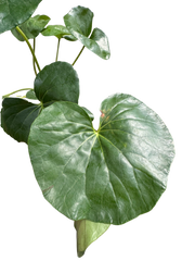 Farfugium japonicum (Leopard Plant) | Bold Architectural Foliage Plant | House Plant Shop