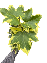 Variegated English Ivy | Trailing Plant with Cream & Green Leaves | House Plant Shop