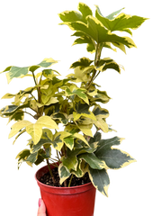 Variegated English Ivy | Trailing Plant with Cream & Green Leaves | House Plant Shop