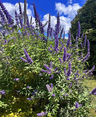 Vitex agnus-castus Cuttings – 10 Unrooted Chaste Tree Starts – Blue Flowering Shrub for Garden, Landscape, or Ornamental Use