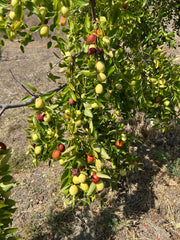 Jujube Tree Cuttings Unrooted 5pcs | Chinese Date | Ziziphus jujuba | Live Fruit Tree Cuttings for Planting | Edible Hardy Tree