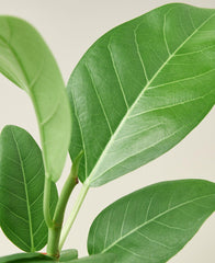 Ficus 'Audrey'