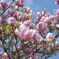 10 Pink Saucer Magnolia Cuttings β Unrooted Starts, Magnolia Γ soulangeana, Fragrant Spring Blooms, Propagation Wood