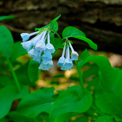 10 Virginia Bluebells Bulbs (Mertensia virginica) | Bare-Root Woodland Wildflower | Early Spring Bloomer | Shade Perennial