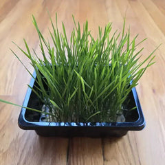Wheat/Cat grass