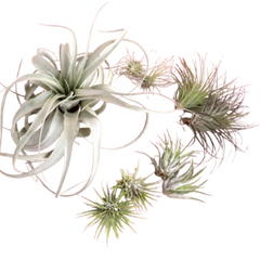 Mothers Day Air Plant Bundle