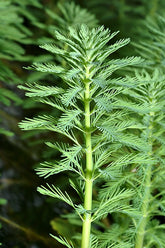 Live Parrot’s Feather Plant Myriophyllum aquaticum | Floating Aquatic Pond Plant | Bareroot Oxygenating Water Garden Plant