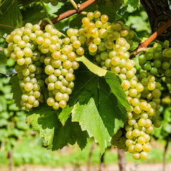 10 Niagara Grapevine Cuttings | Live Unrooted Vitis labrusca | 6–8" Fresh Hardwood Cuttings | Sweet White Grapes | Easy to Grow