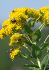 700 Oligoneuron rigidum Seeds | Stiff Goldenrod | Native Perennial Wildflower for Bees, Butterflies & Prairie Gardens