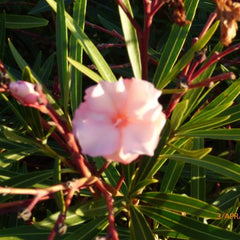 Super Rare Oleander ‘Mrs. Roeding’ Cuttings – Nerium oleander Heirloom Variety – 5 Fresh Cuttings for Rooting or Grafting