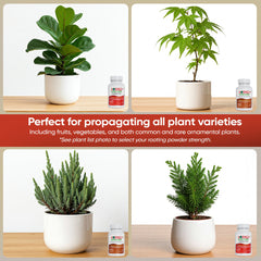 Hormex Rooting Powder #8 & 16 - Rooting Hormone for Semi-Hardwood Home and Garden Plants to Very Difficult Hardwood, Medicinal and Tree Cuttings
