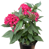 Pentas Red