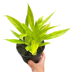 Philodendron 'Calkins Gold'