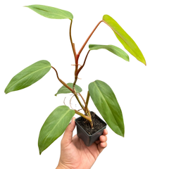 Philodendron Red Emerald