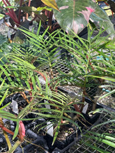 Philodendron Tortum Live Starter Plant 6–8” Tall - Bareroot Aroid - Rare Tropical Houseplant with Striking Foliage