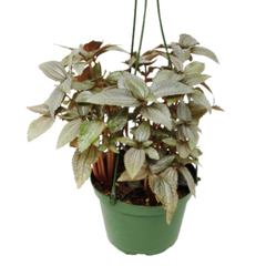 Pilea Ellen - In 6" Pot