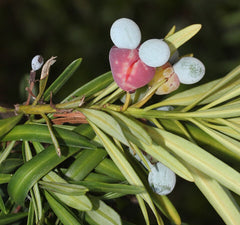 Bare Root Yew Podocarpus Macrophyllus Live Plant – Buddhist Pine / Japanese Yew – Evergreen Hedge, Screen, Landscape Shrub