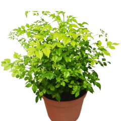 Radermachera 'China Doll' - 6" Pot