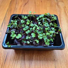 Radish (Confetti Mix)