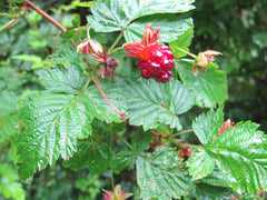 Salmonberry Root Cuttings (Rubus spectabilis), 5 Rhizomes, 4-5" Long, USDA Zones 4-9, Partial Shade