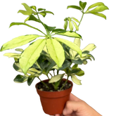 Schefflera Trinette