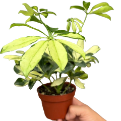 Schefflera Trinette