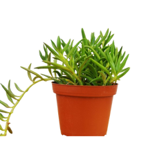 Senecio Succulent 'Fish Hooks'