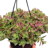 Succulent Crassula Capitella Red