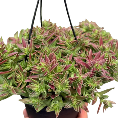 Succulent Crassula Capitella Red