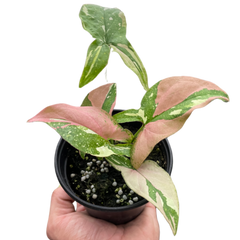 Syngonium 'Tricolor'
