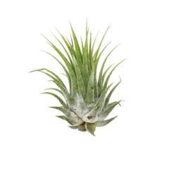Tillandsia Air Plant Ionantha - 25 Pack