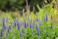 Live Royal Candles Speedwell Plant - Veronica spicata - Perennial in 1 Pint Pot - Deep Blue Spikes for Sun, Pollinators & Borders